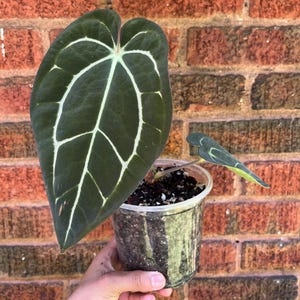 Anthurium Carlablackiae