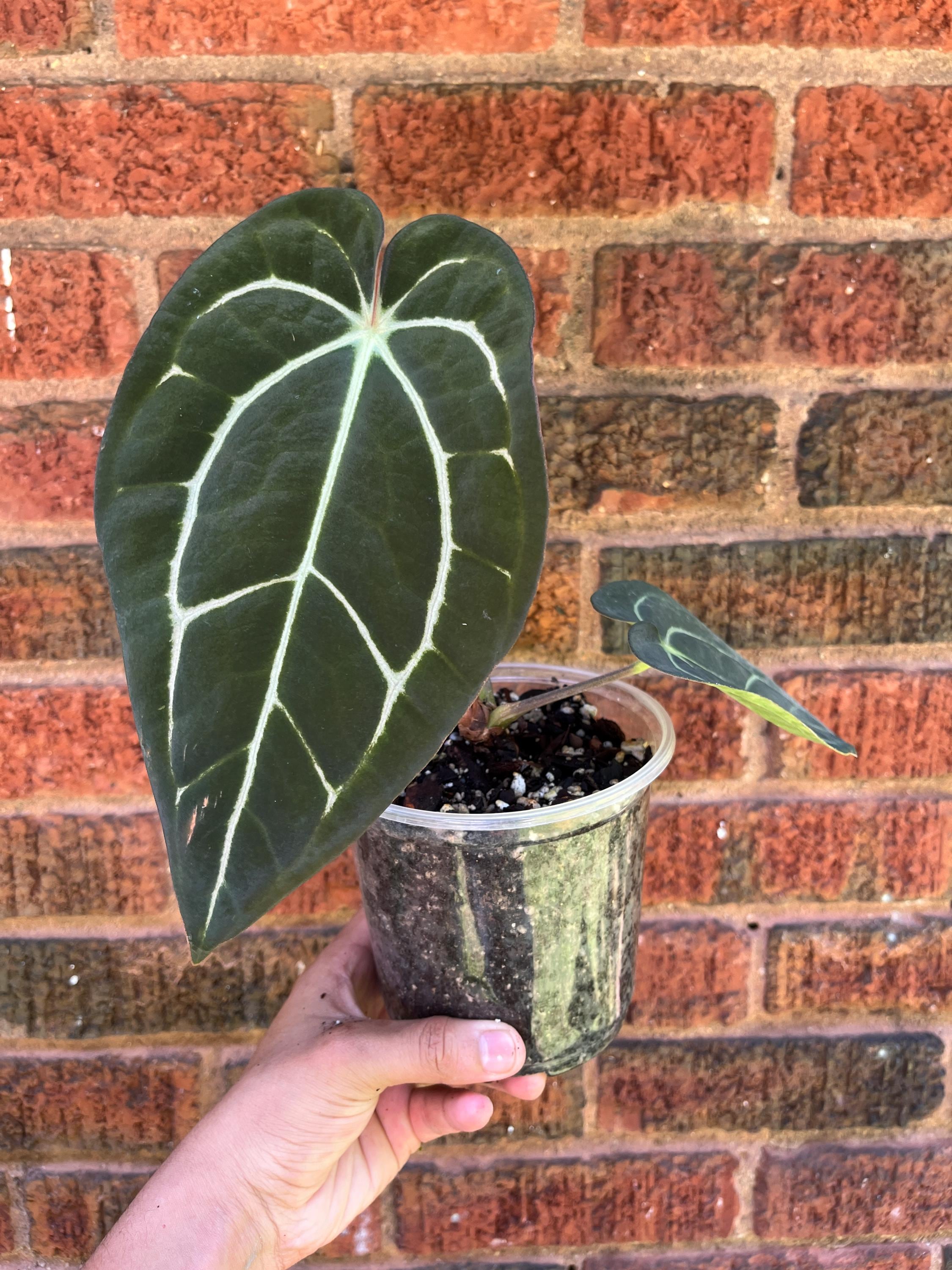 Anthurium Carlablackiae - Etsy
