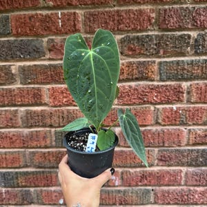 Anthurium Warocqueanum X Luxurians - Etsy