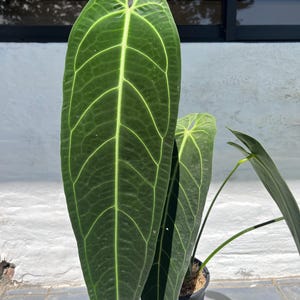 May include: Close-up of a large, dark green Anthurium leaf with prominent, light green veins. The leaf is elongated and has a textured surface. The plant is in a black pot, and the background is a light-colored wall.