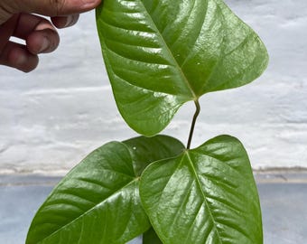 Seed Grown Anthurium Black Sweet X Fort Sherman Starter Plant (ALL