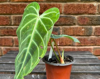 ミシェル　Michelle×レッドクリスタリナム Anthurium [tezula (red Crystallinum X Ace of Spades) X NOID