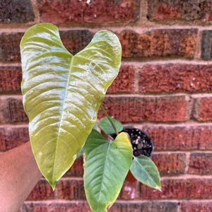 Anthurium Sp Condor Plantlets