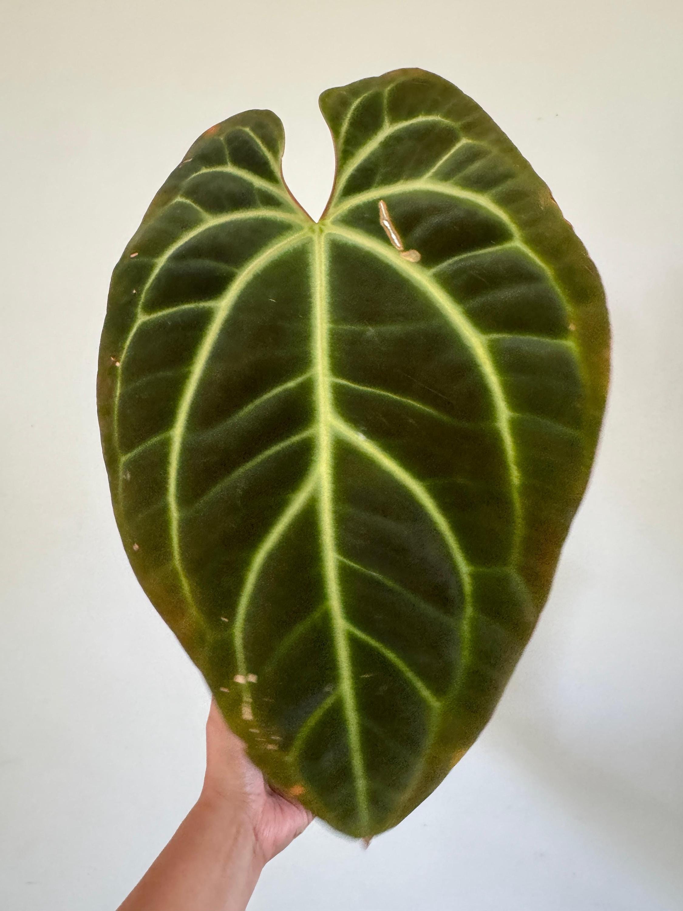 Anthurium Kunayalense - Etsy