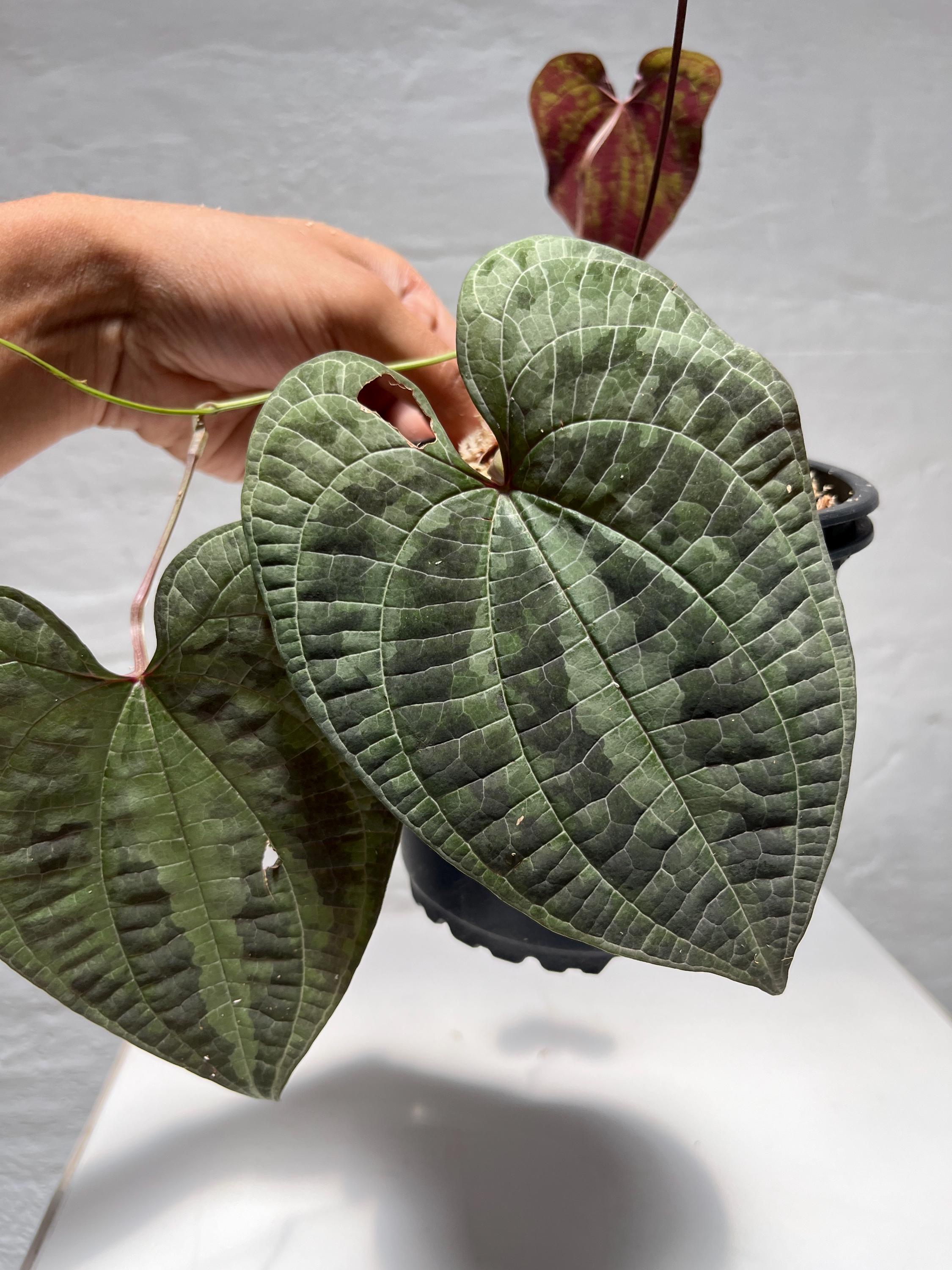 Anthurium Kunayalense - Etsy