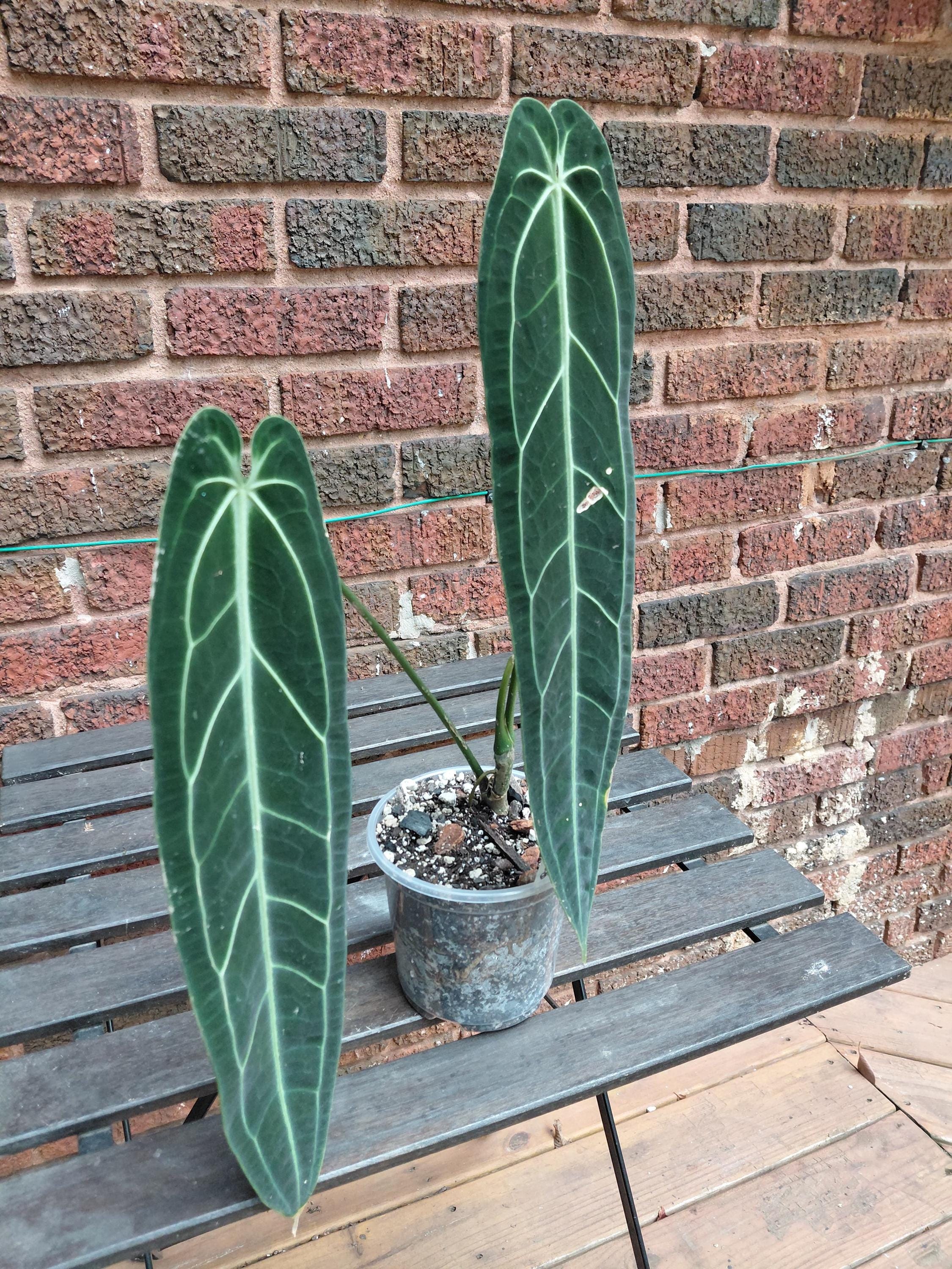 Anthurium Warocqueanum Large - Etsy