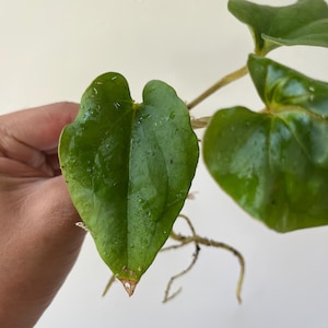 Anthurium Kunayalense Plantlets