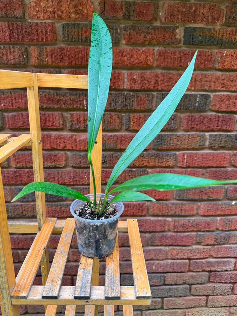 Anthurium Sp Morona Plantlets - Etsy