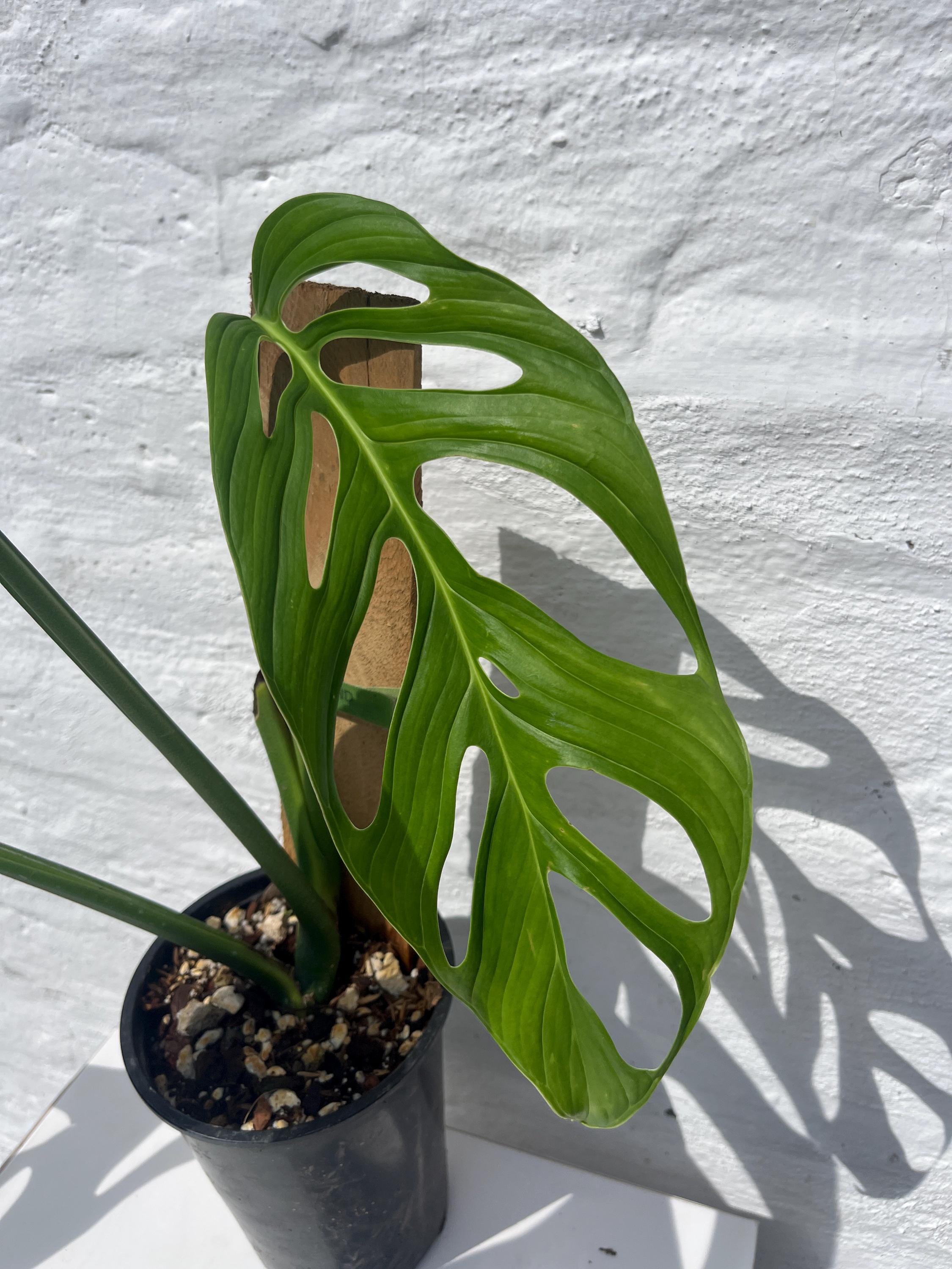 philodendron wird gelb Philodendron hederaceum 'Lime' ('Neon') – Foliage Factory main image 0