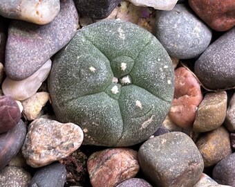 Live Baby Peyote Cactus