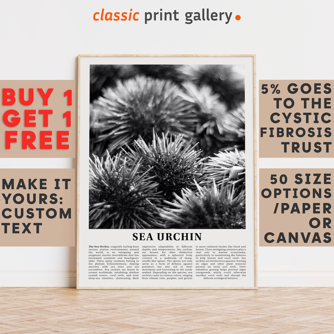 Sea Urchin Print Sea Urchin Wall Art Poster Black White Etsy