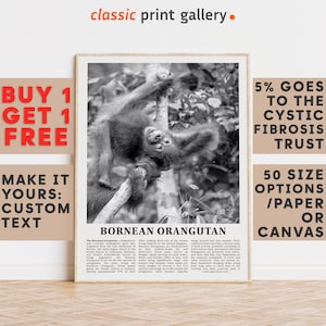 Bornean Orangutan Print, Bornean Orangutan Wall Art Poster, Black White Classroom Teacher Gift Present Kids Room Nursery Art 14568a