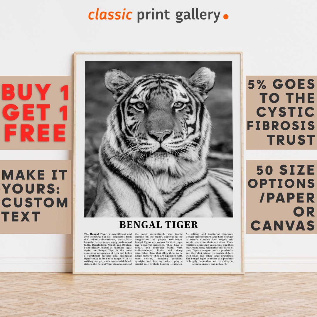 Bengal Tiger Print, Bengal Tiger Wall Art Poster, Black White Classroom ...