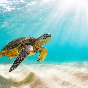 May include: A green sea turtle swims through clear blue water with sunlight shining through the surface. The turtle is swimming over a sandy bottom.