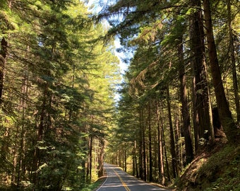 Road Through Redwood Trees Print, Nature Landscape Photography Print, Digital Printable Wall Art, Instant Digital Download, #18