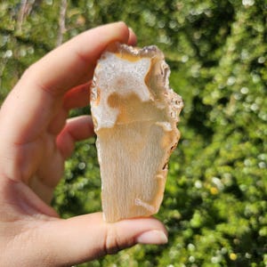 May include: A slice of agate with a white and orange pattern. The agate is translucent and has a smooth surface.
