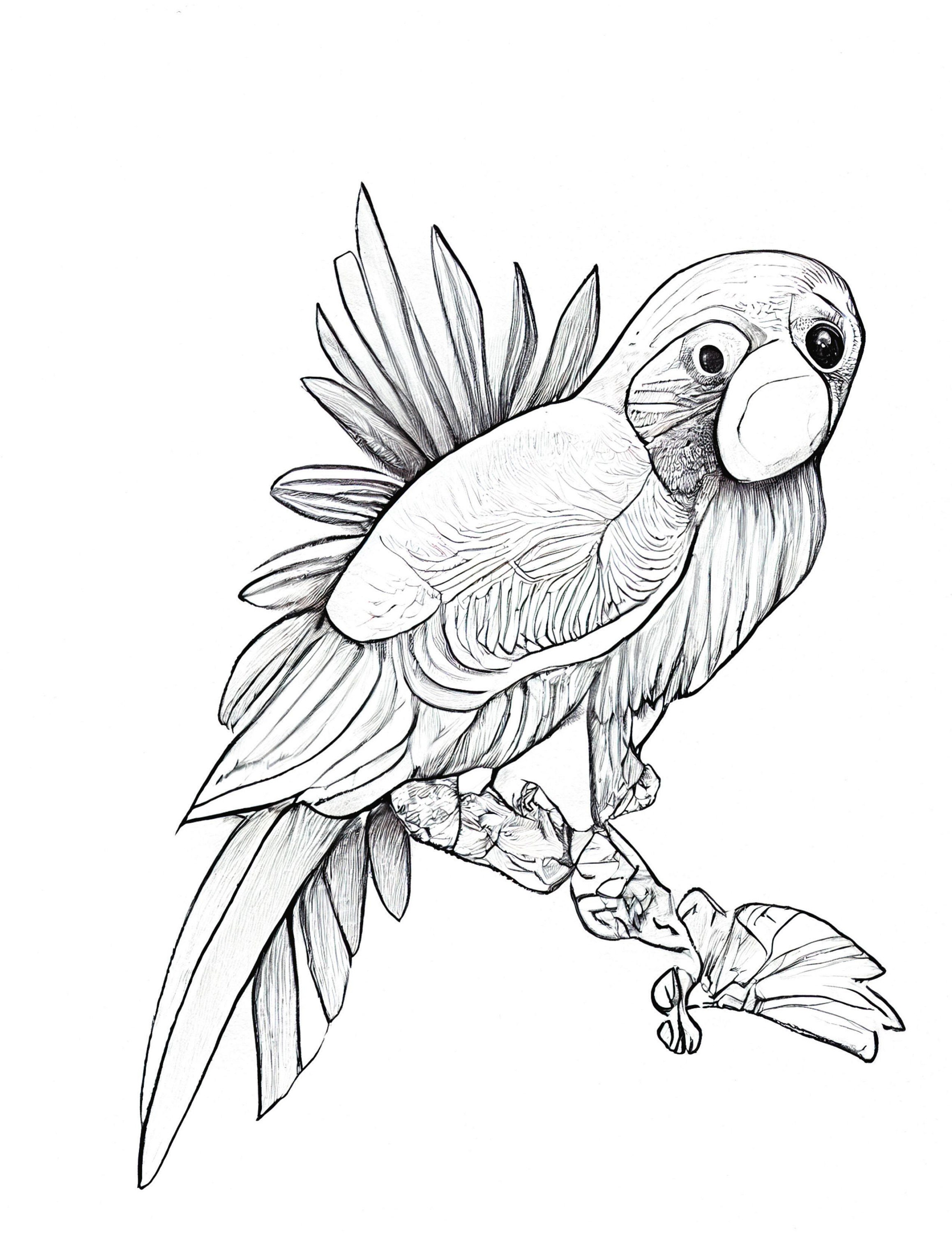 Parrots Colouring Pages - Big Bundle of 10 Images to Print and Colour ...