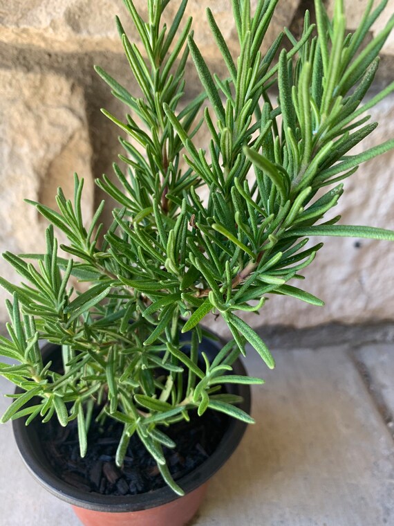 Live Rosemary Plant Etsy
