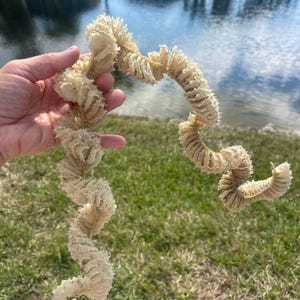 May include: A close-up of a long, white, dried, and curled sea sponge. The sponge is held in a hand against a background of green grass and a body of water.