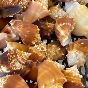 May include: A collection of various seashells in shades of brown, tan, and white. The shells have different shapes and sizes, with textured surfaces and spiral patterns. Some shells have a glossy appearance, while others are more matte.