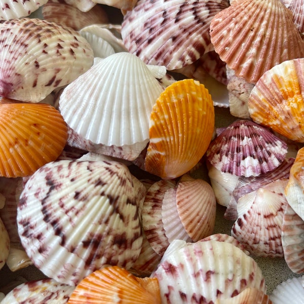 30 Southwest Florida Scallop Seashells