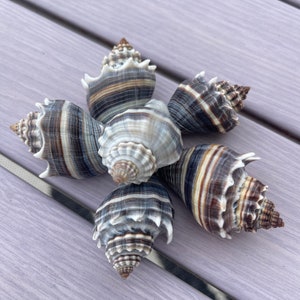 May include: Six seashells arranged in a starburst pattern. The shells have a spiral shape with alternating bands of brown, gray, and white. The shells are on a light purple wooden surface.