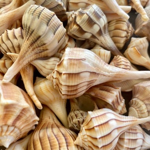 May include: A close-up of a pile of seashells. The shells are a light brown color with darker brown stripes. They are all different sizes and shapes.
