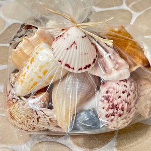 25 Piece Set of SW Florida Seashells