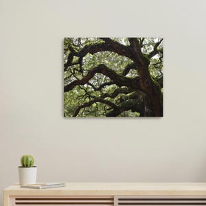 Angel Oak Tree on Canvas Charleston, South Carolina 8X10