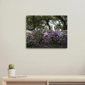 Azaleas in Charleston - Canvas Print, Charleston Print, South Carolina, 16X20