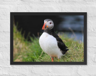 Atlantik Papageientaucher Fotodruck