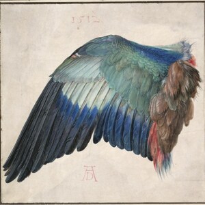 Albrecht Durer-Wing of a Roller-1500.It is a high quality canvas print.