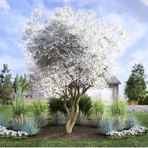 Summer Breeze by Plant By Number. Landscape Design Plan