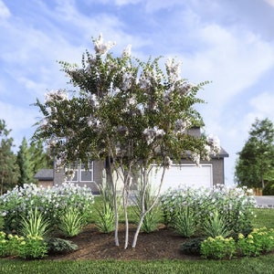 Sun and Surf by Plant By Number. Landscape Design Plan