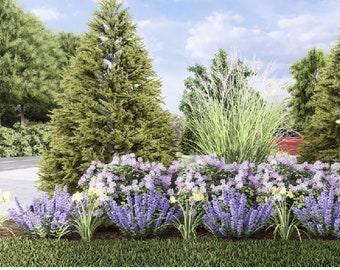 Blissful Boundary 2 by Plant By Number. Landscape Design Plan