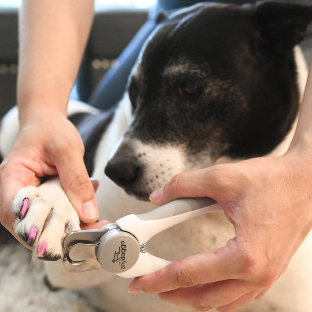 Dog Nail Clippers Nail Trimmer With Safety Guard and Nail Filer, Pet