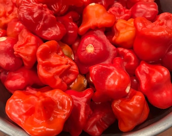Sementes de pimenta Mad Hatter orgânicas e não transgênicas - Mínimo de 20 sementes