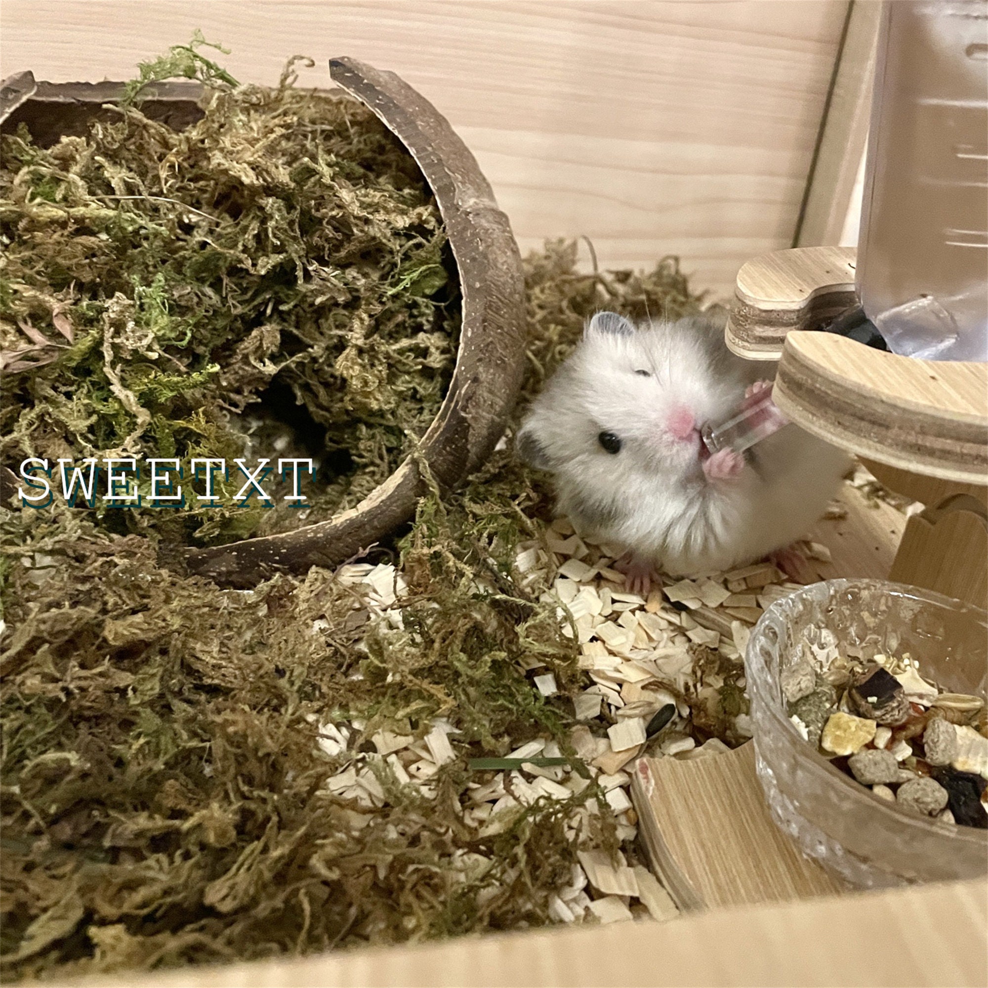 Natural Small Animal Toy Coconut with Forest Moss Hamster Shelter House for  Summer Chinchilla Climbing Toys