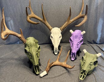 3D Printed Euro Mount | Deer Skull Antler Display