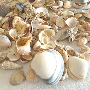 Conchiglie decorative assortite mare Italia vintage lotto 500 g.