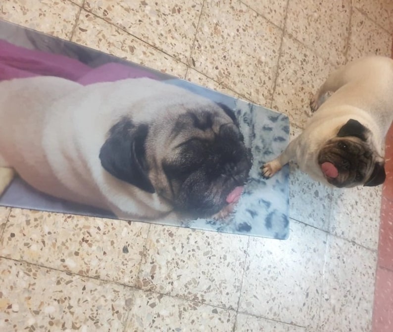 May include: A pug dog with a black muzzle and cream-colored fur lies on a rectangular mat with a pug image. Another pug stands nearby, also with a black muzzle and cream fur, its tongue sticking out.