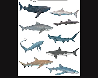 Shark Deco Stickers