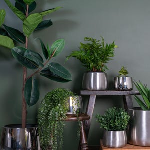 May include: Five potted plants in silver pots on a wooden shelf and a wooden stool. The plants include a fern, a succulent, a leafy plant, and two types of green plants.