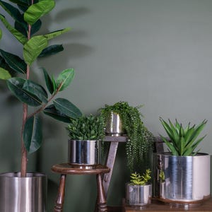 May include: Five silver metal plant pots containing various green plants. The pots are of different sizes and shapes. The plants include a large leafy plant, a small succulent, and a tall, spiky plant. The pots are displayed on a wooden stool and a wooden shelf.