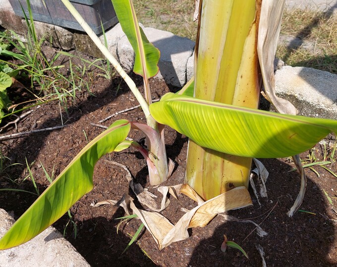 Blue Java Ice Cream Banana Trees. Organically Grown. Prices Etsy