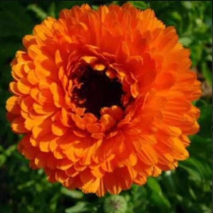 Calendula Seeds Geisha Girl / Organically Grown in California / Ayurvedic Flower Tea
