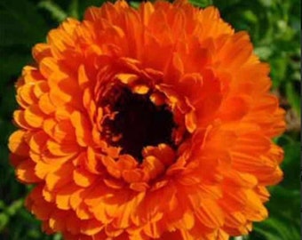 Calendula Seeds Geisha Girl / Organically Grown in California / Ayurvedic Flower Tea