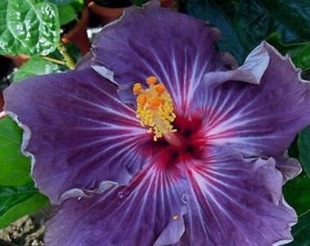 Purple Hibiscus-Confederate Rose Dixie Rose Mallow Flower Cotton Rose Seeds Hibiscus Seeds Hibiscus Heirloom Non GMO Garden Seeds Tropical