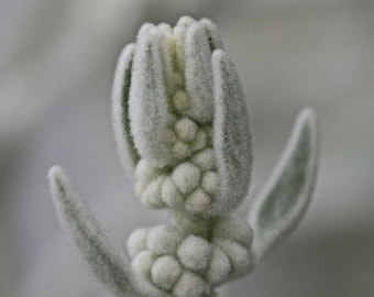 Organic Canary Island White Sage Seeds/Sideritis oroteneriffae