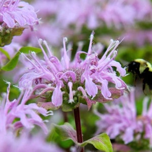 Wild Bergamot Bee Balm - ORGANIC Heirloom Herb Seed - Mountain Beebalm